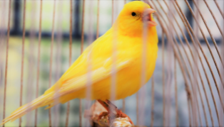 canary tasos