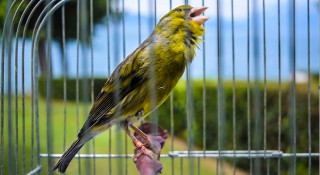 Timbrado canary
