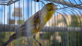 Timbrado canary
